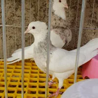 طوقی روزگاری