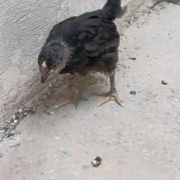 جوجه گلین|حیوانات مزرعه|خورموج, |دیوار