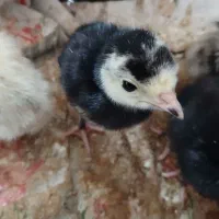 جوجه بوقلمون 7 روزه