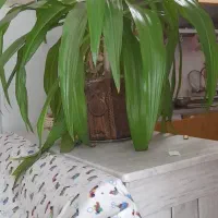 گل اشک ملکه دو قلو|گل و گیاه طبیعی|اصفهان, شمس آباد|دیوار