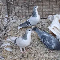 کبوتر رنگی|پرنده|تاکستان, |دیوار