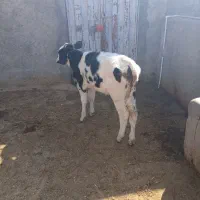 گوساله شیری|حیوانات مزرعه|کوهدشت, |دیوار