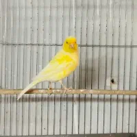 قناری نر قرص بخون و ماده|پرنده|کرج, شهرک بنفشه|دیوار