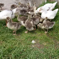 فروش جوجه غاز