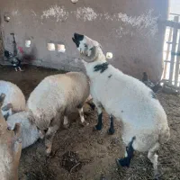 فروش بره وشیشک تخمی معاوضه