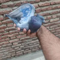 کبوتر گرفتنی