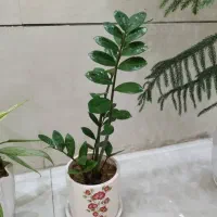 گل های طبیعی|گل و گیاه طبیعی|شیراز, باغ تخت|دیوار