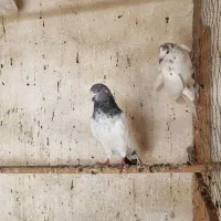 کبوتر نر و ماده|پرنده|رشت, خرسندی|دیوار