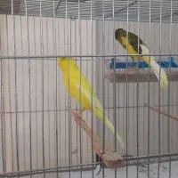 قناری رسمی بلند
