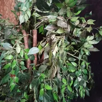 درختچه مصنوعی مشابه طبیعی با تنه چوب طبیعی|گل مصنوعی|تهران, افسریه|دیوار