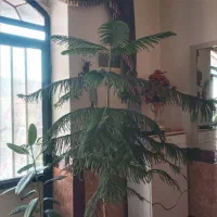 درختچه آپارتمانی