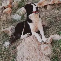 سگ قدریجان|سگ|شباب, |دیوار