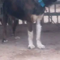 واگزاری سگ قهدریجان|سگ|رودشت (اصفهان), |دیوار