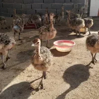 فروش جوجه شترمرغ