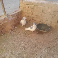 کبوتر خوشگل فروشی