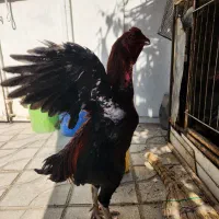 خروس لاری ،مرغ لاری و جوجه خروس لاری|حیوانات مزرعه|شیراز, شهرک سعدی|دیوار