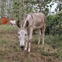 الاغ ماده|حیوانات مزرعه|سیاهکل, |دیوار