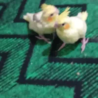 فروش یه جفت عروس هلندی|پرنده|شاهین دژ, |دیوار