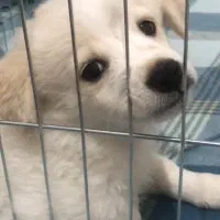 واگذاری پت نر