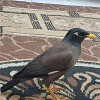 فروش مرغ مینا
