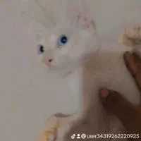 گربه چشم ابی