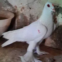 کبوتر لوتی قرمز گوز مایا