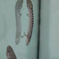 پولی لاپرادی و پولی تایگر