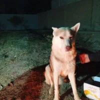 سگ نژاد هاسکی سیبرین|سگ|ملارد, |دیوار