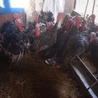 بوقلمون نر|حیوانات مزرعه|مشهد, شهید قربانی|دیوار