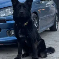 سگ ژرمن مشکی گمشده محدوده متل قو|سگ|سلمانشهر, |دیوار