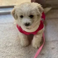 توله ۳ ماهه