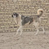 واگذاری سگ ماده پژدر ۱۹ ماهه|سگ|یزد, |دیوار