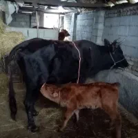 .دوتا گوساله داده..|حیوانات مزرعه|شاندرمن, |دیوار