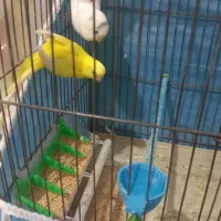 یک جفت مرغ عشق|پرنده|نهاوند, |دیوار