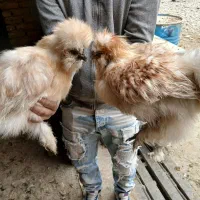 مرغ و خروس برهما مویی مفت ابریشمی|حیوانات مزرعه|پیشوا, |دیوار