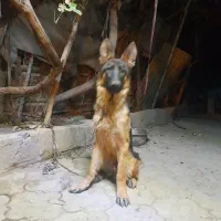 سگ خوب|سگ|تهران, عبدل‌آباد|دیوار