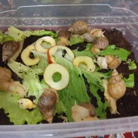 حلزون مولد|خزنده|قم, نیروگاه|دیوار