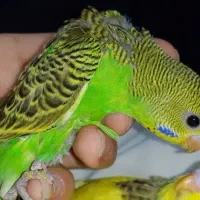 مرغ عشق دستی|پرنده|خمینی‌شهر, |دیوار