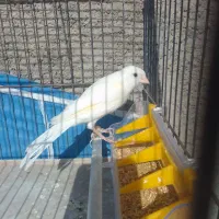 قناری دهن زن|پرنده|شیراز, کوشک میدان|دیوار