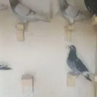 پلاکی