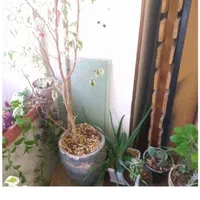 گل آپارتمانی|گل و گیاه طبیعی|اصفهان, باغ فدک|دیوار