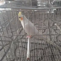عروس هلندی|پرنده|شیراز, دباغ خانه|دیوار