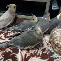 عروس هلندی جوجه