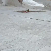 کفتر کله زرد خال دم چپ قره سبز نر