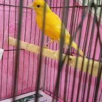 قناری  نر پرتقالی.عروس هلندی لوتینو