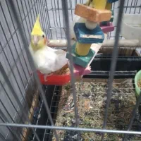جفت عروس نروماده