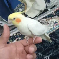 عروس هلندی و فنچ نرگسی|پرنده|دزفول, |دیوار