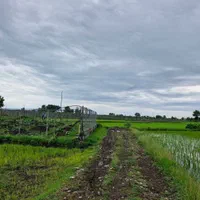 زمین۲۸۰۰متر مناسب برای کاشت کیوی تالش خلیفه کری|فروش زمین و ملک کلنگی|تالش, هشتپر|دیوار