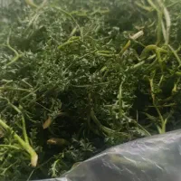 مخلصه.   چول