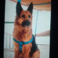 سگ ژرمن 5 ساله گم‌شده
